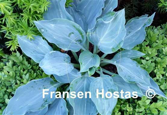 Hosta Ludacris